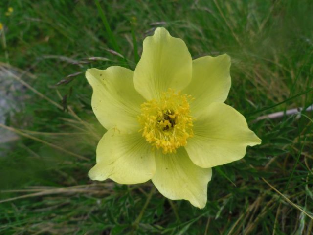 pulsatilla alpina apiiflora gialla